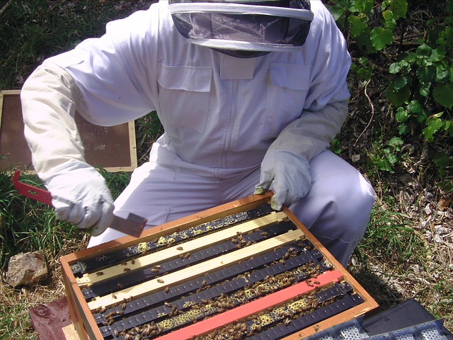včelař u včel